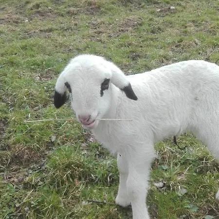 Διαμέρισμα Lucy Am Lonitzberg Steinakirchen Am Forst