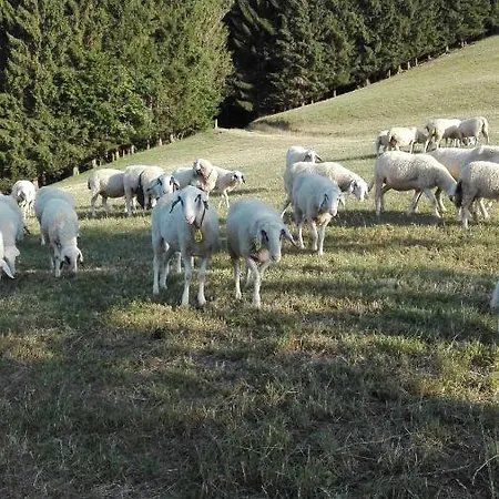 Lucy Am Lonitzberg *