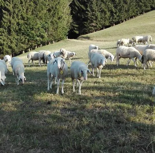 Lucy Am Lonitzberg *